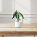 Alocasia "Polly" - Greensouq - 