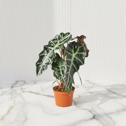 Alocasia "Polly" - Greensouq - 