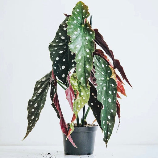 Alocasia "Polly" - Greensouq - 