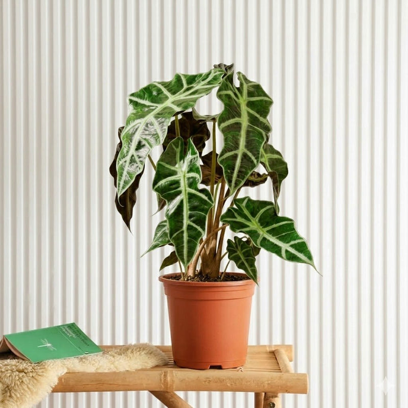 Alocasia Polly | Dubai Top Plants! - Greensouq - 