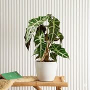 Alocasia Polly | Dubai Top Plants! - Greensouq - 