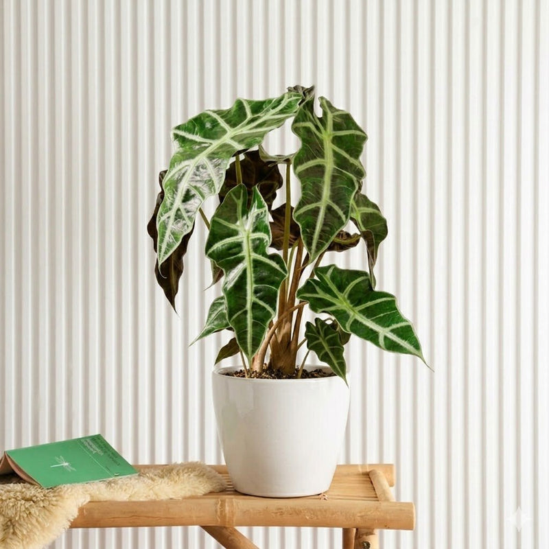 Alocasia Polly | Dubai Top Plants! - Greensouq - 