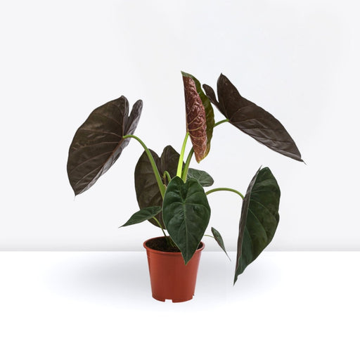 Alocasia Wentii "Hardy Elephant's Ear" 30 - 40cm - Greensouq - 
