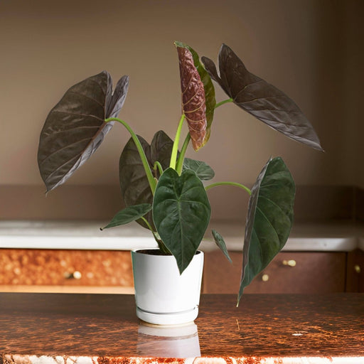 Alocasia Wentii "Hardy Elephant's Ear" 30 - 40cm - Greensouq - 