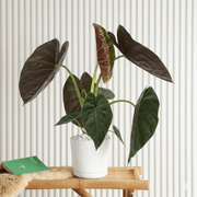 Alocasia Wentii "Hardy Elephant's Ear" 30 - 40cm | UAE's Tropical Centerpiece! - Greensouq - 