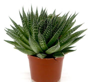 Aloe aristata | Aristaloe Aristata | Lace Aloe Succulent or Torch Plant 10 - 15cm - Greensouq - 