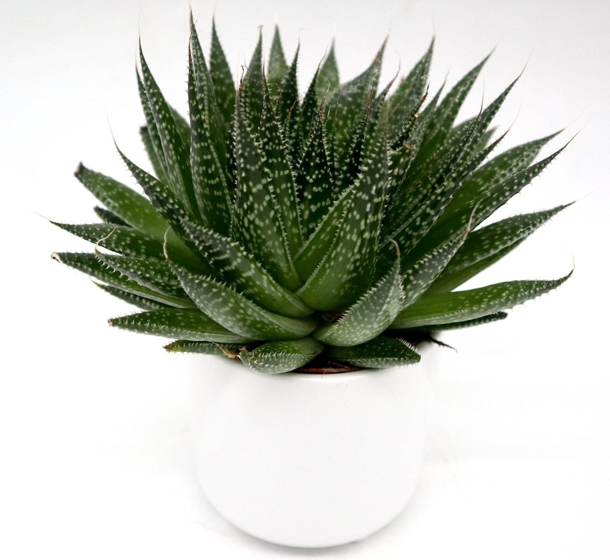 torch plant succulent Lace Aloe Succulent | Aloe Aristata