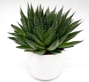 Aloe aristata | Aristaloe Aristata | Lace Aloe Succulent or Torch Plant 10 - 15cm - Greensouq - 