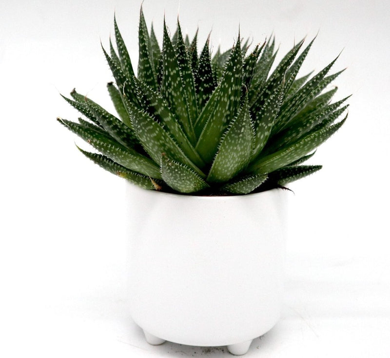 Aloe aristata | Aristaloe Aristata | Lace Aloe Succulent or Torch Plant 10 - 15cm - Greensouq - 