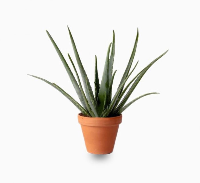 Aloe vera Green Souq