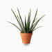 Aloe vera Green Souq