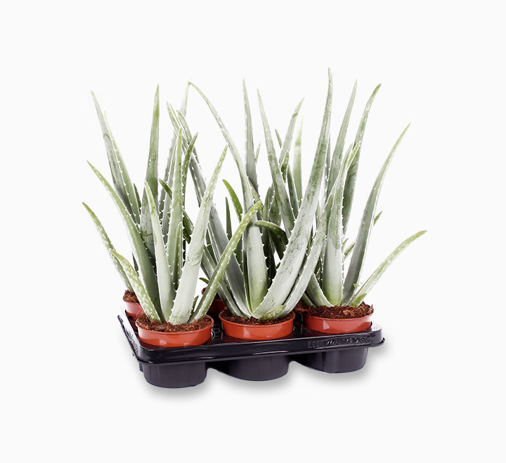 Aloe vera "Indoor" or Medicina Aloe 25-30cm الألوة فيرا