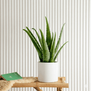Aloe Vera Indoor (25 - 30cm) | Dubai's Best - Selling Greens! - Greensouq - 