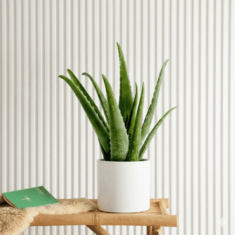 Aloe Vera Indoor (25 - 30cm) | Dubai's Best - Selling Greens! - Greensouq - 