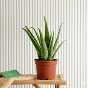 Aloe Vera Indoor (25 - 30cm) | Dubai's Best - Selling Greens! - Greensouq - 