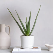 Aloe vera "Indoor" or Medicina Aloe 25 - 30cm الألوة فيرا - Greensouq - 