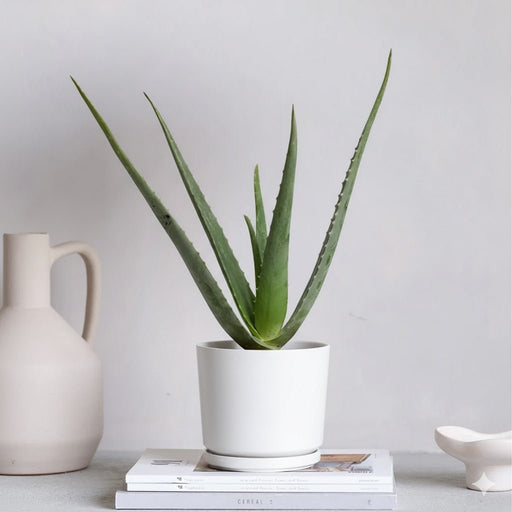 Aloe vera "Indoor" or Medicina Aloe 25 - 30cm الألوة فيرا - Greensouq - 