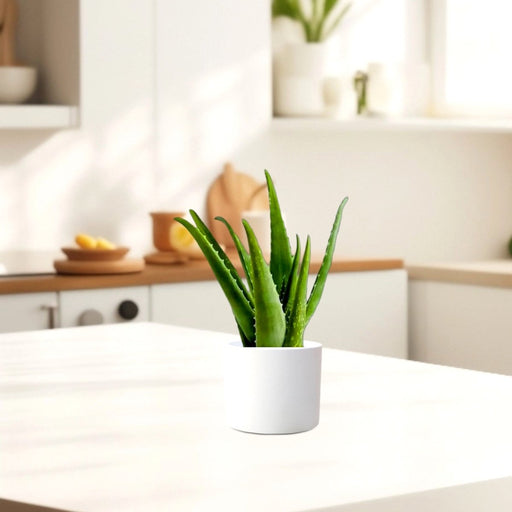 Aloe vera "Indoor" or Medicina Aloe 25 - 30cm الألوة فيرا - Greensouq - 