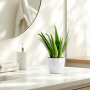 Aloe vera "Indoor" or Medicina Aloe 25 - 30cm الألوة فيرا - Greensouq - 