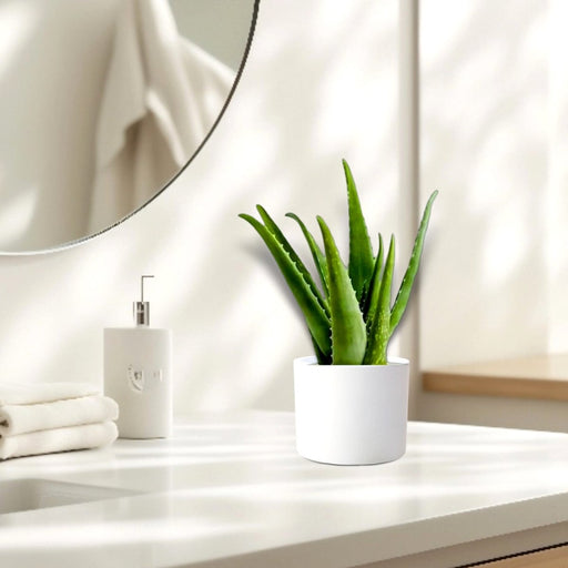 Aloe vera "Indoor" or Medicina Aloe 25 - 30cm الألوة فيرا - Greensouq - 