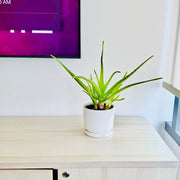 Aloe vera "Indoor" or Medicina Aloe 25 - 30cm الألوة فيرا - Greensouq - 