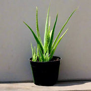 Aloe vera "Indoor" or Medicina Aloe 25 - 30cm الألوة فيرا - Greensouq - 