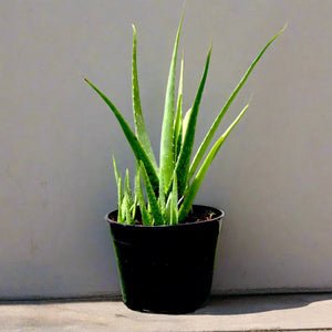 Aloe vera "Indoor" or Medicina Aloe 25 - 30cm الألوة فيرا - Greensouq - 
