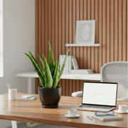 Aloe vera "Indoor" or Medicina Aloe 25 - 30cm الألوة فيرا in Ceramic Pot - Greensouq - 