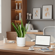 Aloe vera "Indoor" or Medicina Aloe 25 - 30cm الألوة فيرا in Ceramic Pot - Greensouq - 