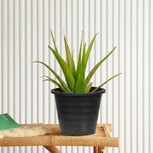 Aloe Vera (Medicina Aloe, Savila) | Dubai's Stylish Plant! - Greensouq - 