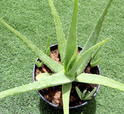 Aloe Vera, Medicina Aloe, Savila Or الألوة فيرا - Greensouq - 