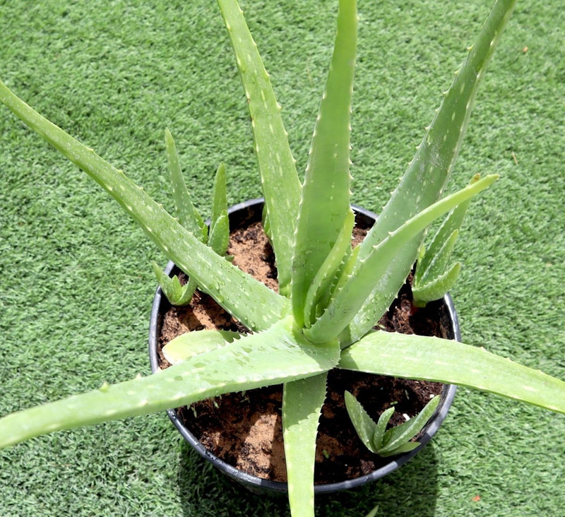 Aloe Vera, Medicina Aloe, Savila Or الألوة فيرا - Greensouq - 