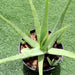 Aloe Vera, Medicina Aloe, Savila Or الألوة فيرا - Greensouq - 