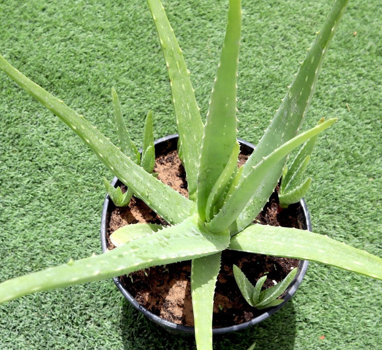 Aloe Vera, Medicina Aloe, Savila Or الألوة فيرا - Greensouq - 