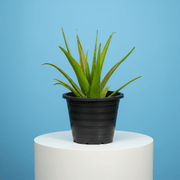 Aloe Vera, Medicina Aloe, Savila Or الألوة فيرا - Greensouq - 