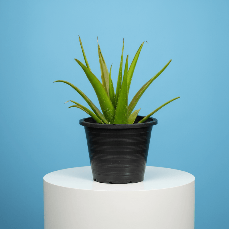 Aloe Vera, Medicina Aloe, Savila Or الألوة فيرا - Greensouq - 