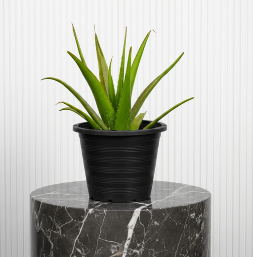 Aloe Vera, Medicina Aloe, Savila Or الألوة فيرا - Greensouq - 