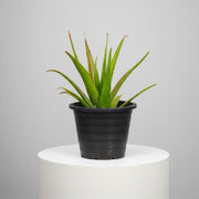 Aloe Vera, Medicina Aloe, Savila Or الألوة فيرا - Greensouq - 