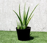 Aloe Vera, Medicina Aloe, Savila Or الألوة فيرا - Greensouq - 