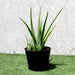 Aloe Vera, Medicina Aloe, Savila Or الألوة فيرا - Greensouq - 