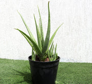 Aloe Vera, Medicina Aloe, Savila Or الألوة فيرا - Greensouq - 