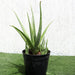 Aloe Vera, Medicina Aloe, Savila Or الألوة فيرا - Greensouq - 