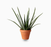 Aloe Vera, Medicina Aloe, Savila Or الألوة فيرا - Greensouq - 