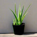Aloe Vera, Medicina Aloe, Savila Or الألوة فيرا - Greensouq - 