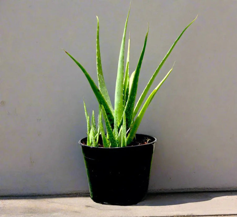 Aloe Vera, Medicina Aloe, Savila Or الألوة فيرا - Greensouq - 