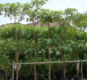 Alstonia Scholaris, Indian Pulai, White Cheesewood 3.0 - 3.5m - Greensouq - 