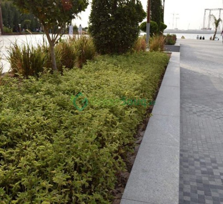 Alternanthera Ficoidea 'Gold' - Greensouq - 