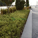 Alternanthera Ficoidea 'Gold' - Greensouq - 