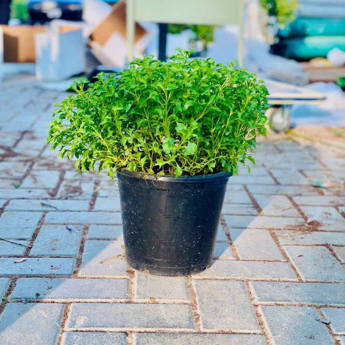 Alternanthera Green - Greensouq - 