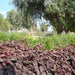 Alternanthera 'Purple Knight' - Greensouq - 